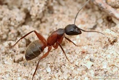 Уничтожение муравьев Лобня